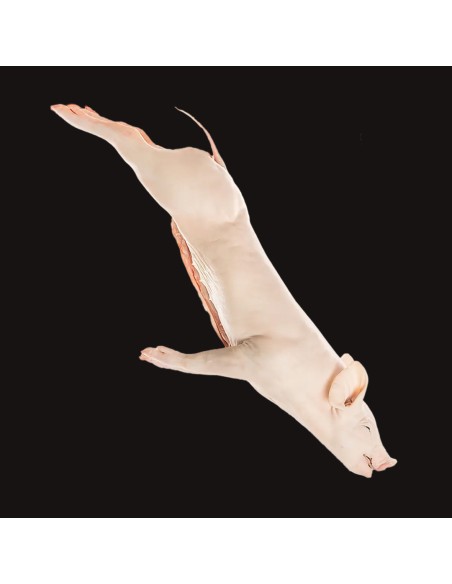 Choninillo entero IGP | Carnicería Online | Envío Gratuito Choninillo entero IGP | Carnicería Online | Envío Gratuito