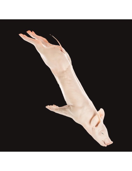 Choninillo entero IGP | Carnicería Online | Envío Gratuito Choninillo entero IGP | Carnicería Online | Envío Gratuito