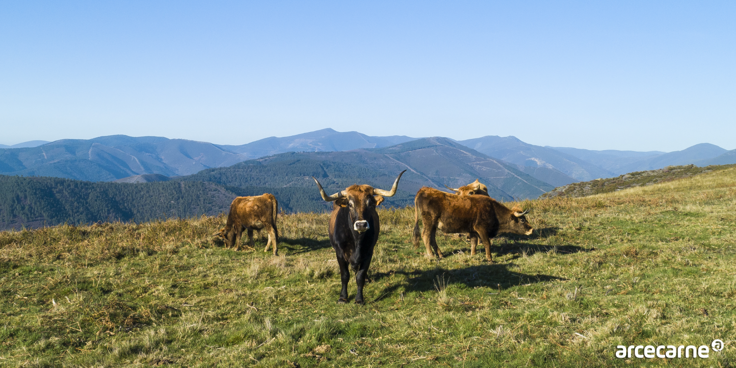 Vacas Felices Criadas con Mimo