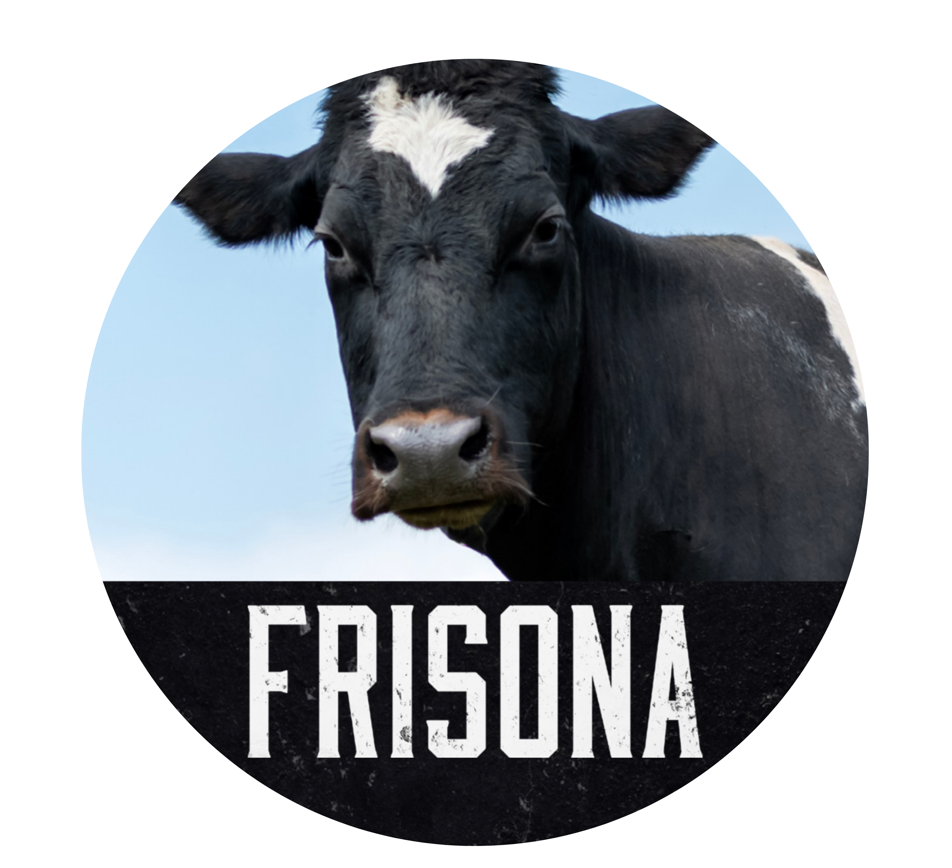 Frisona
