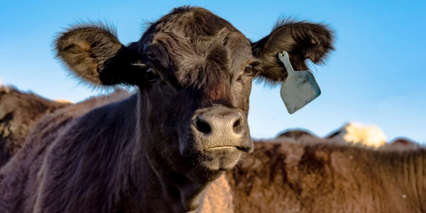 Carne de Angus: qué es, origen y por qué es una de las carnes más valoradas del mundo