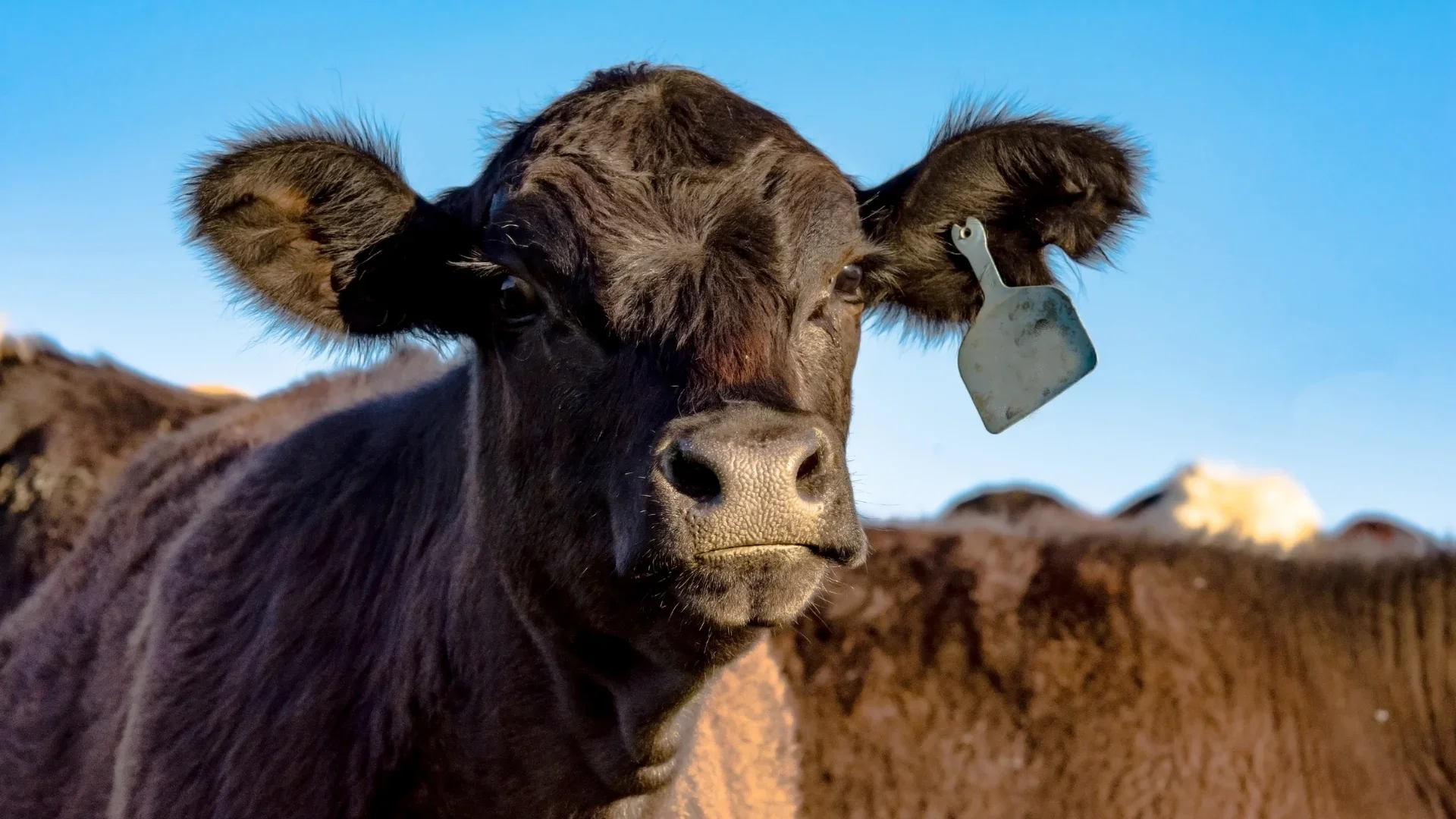 Carne de Angus: qué es, origen y por qué es una de las carnes más valoradas del mundo